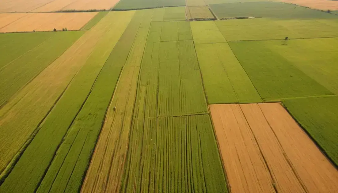 Agroexportações brasileiras: uma análise completa do mercado e oportunidades