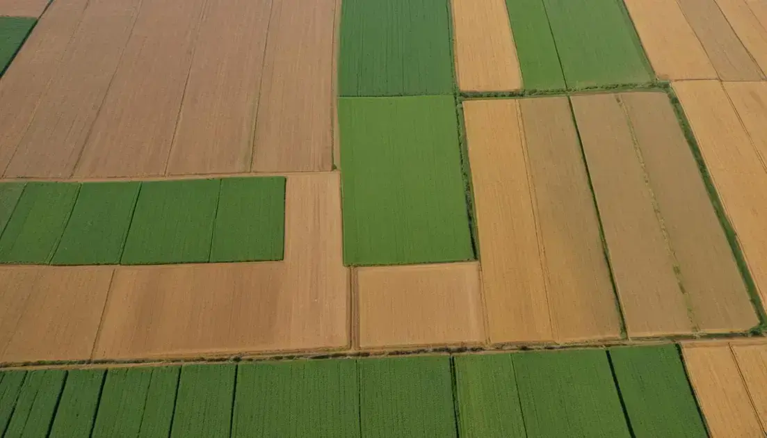 Zonas agrícolas brasileiras: descubra o que cada região oferece